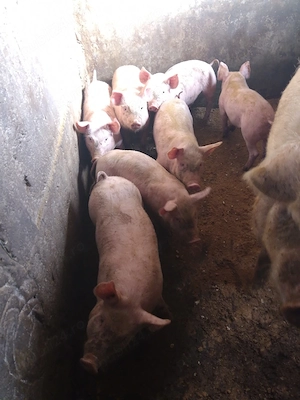 purceii de vânzare  - imagine 2