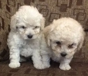 Cel mai frumos cadou! 