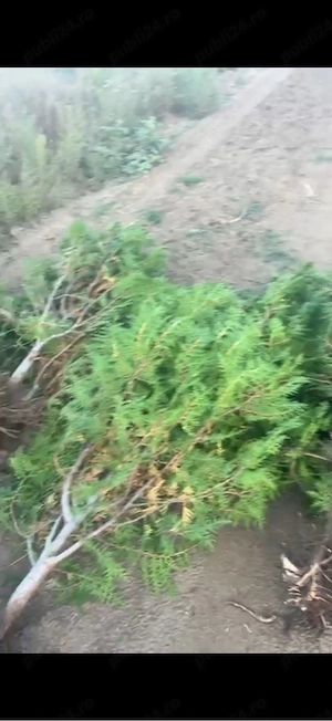 Tuia Orientalis Biota 