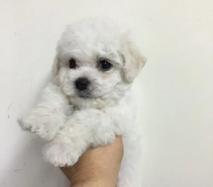 Bichon frise