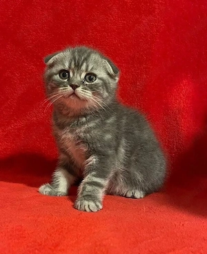 Pisoi scotish si british