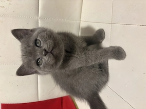 Pisoi scotish si british - imagine 2