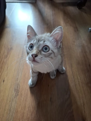 Pisicuta puiut Ragdoll lynxpoint - imagine 2