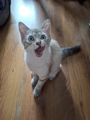 Pisicuta puiut Ragdoll lynxpoint - imagine 4