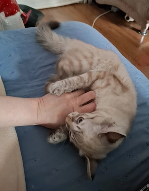 Pisicuta puiut Ragdoll lynxpoint - imagine 3