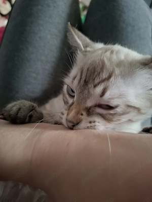 Pisicuta puiut Ragdoll lynxpoint - imagine 5