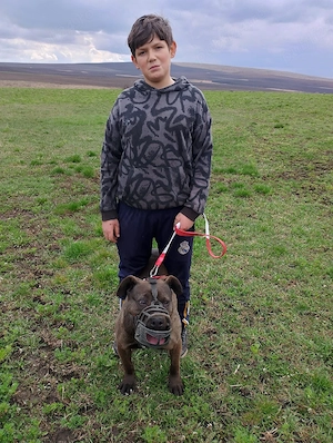 o dau la schimb pe un rottweiler sau un Amstaff - imagine 2