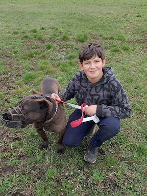 o dau la schimb pe un rottweiler sau un Amstaff - imagine 3