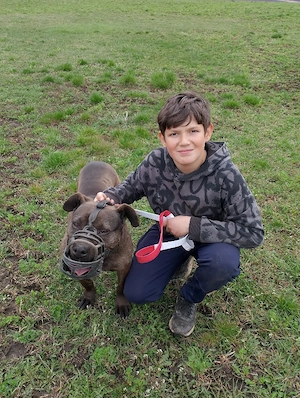 o dau la schimb pe un rottweiler sau un Amstaff