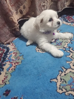 Caut familie (fetițe) - imagine 2