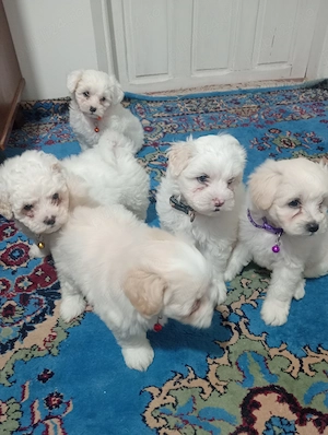 Căței Bichon (fetițe)