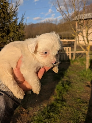 Catei bichon maltez - imagine 2