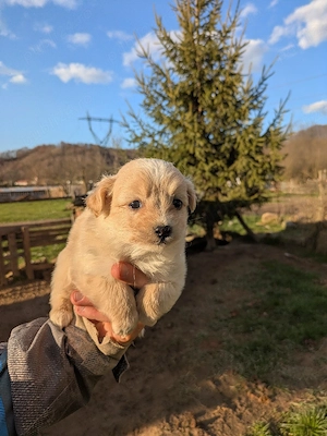 Catei bichon maltez - imagine 4