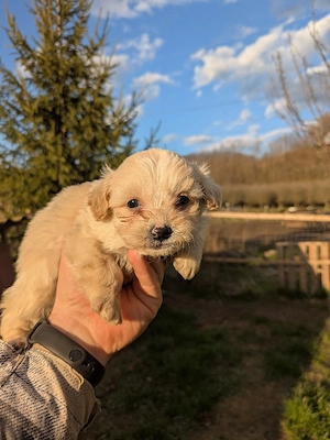 Catei bichon maltez - imagine 3