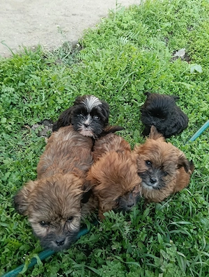 bechon mini - imagine 2