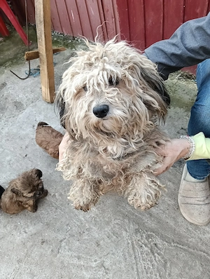 bechon mini - imagine 5