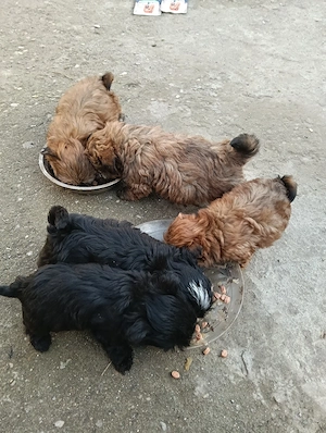 bechon mini - imagine 4