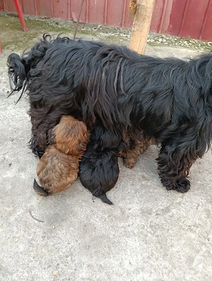 bechon mini - imagine 3