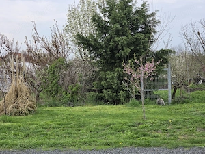  Teren intravilan in vatra veche a localitatii SAG