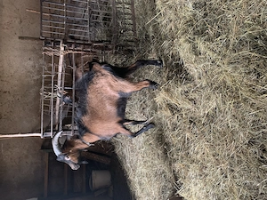 Țap alpin francez rasa pură 