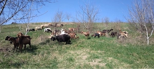 Capre de vanzare  - imagine 5