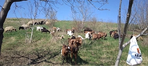 Capre de vanzare  - imagine 3