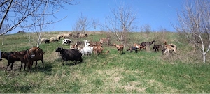 Capre de vanzare  - imagine 4