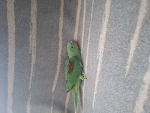 Marele Alexander cu test adn - imagine 2