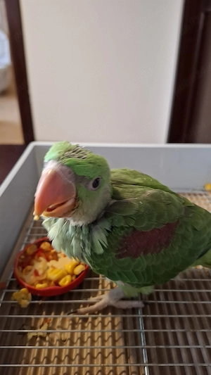 Marele Alexander cu test adn - imagine 5