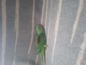 Marele Alexander cu test adn - imagine 3