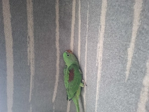 Marele Alexander cu test adn - imagine 4