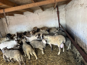 oi si miei de vanzare - imagine 3