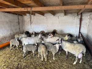 oi si miei de vanzare - imagine 2