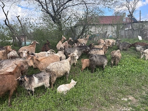 Iezi de vânzare carcasa  - imagine 3