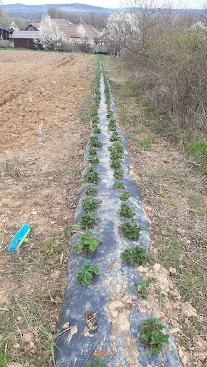 o oază de liniște!Casa+teren! - imagine 8