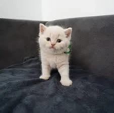 british oranje - imagine 2