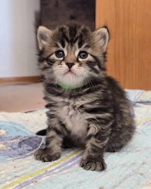 Siberiana de Padure  - imagine 4