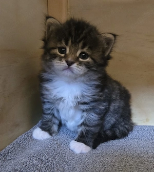 Siberiana de Padure  - imagine 2