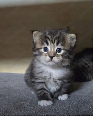 Siberiana de Padure  - imagine 3