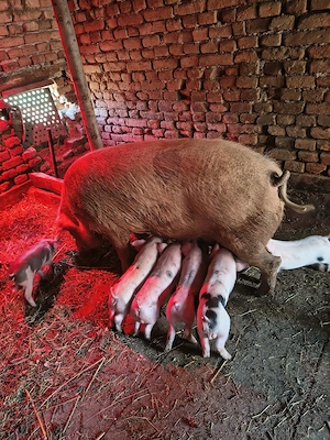 Scroafă cu percei - imagine 5