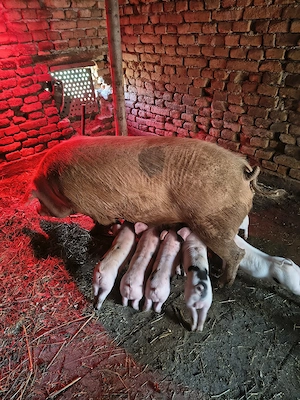 Scroafă cu purcei  - imagine 3