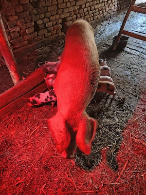 Scroafă cu purcei  - imagine 5