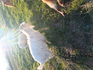 Țap saanen vârstă 1 an jumate 