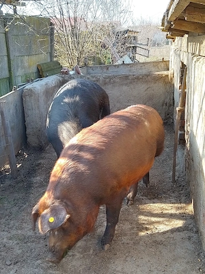 Porc Duroc 350 kg 