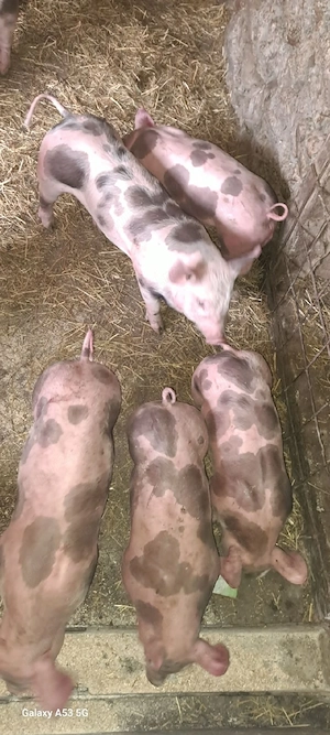 Șoldani Pietrain,11 SĂPTĂMÂNI  - imagine 4