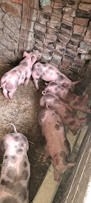 Șoldani Pietrain,11 SĂPTĂMÂNI  - imagine 3