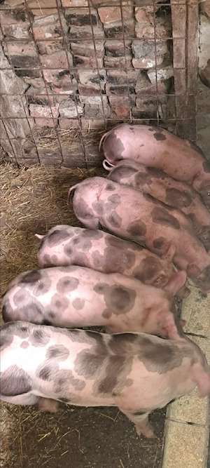 Șoldani Pietrain,10 SĂPTĂMÂNI 