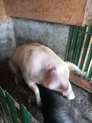 de vânzare  - imagine 2