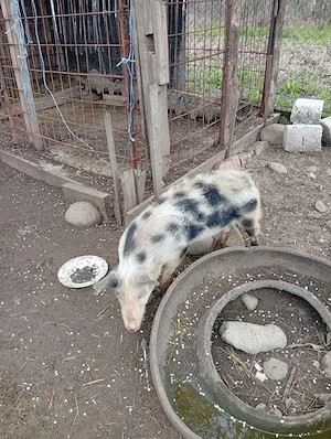 Purcică de vînzare in Bălcești,Gorj