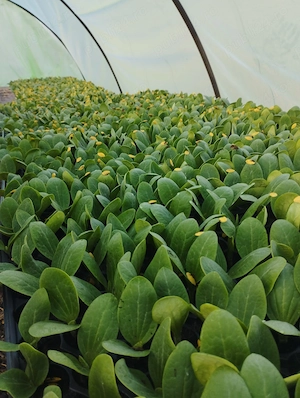 Răsad dovlecel Ardendo F1 